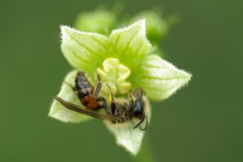 Andrena florea